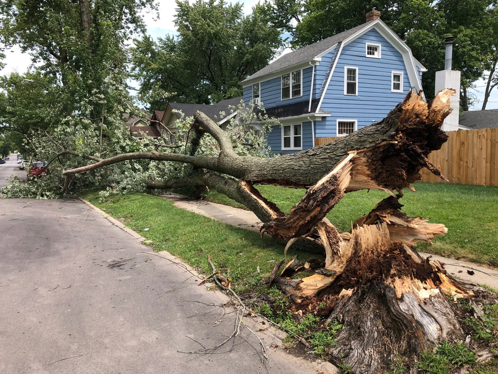 Fallen tree on residential street from storm damage